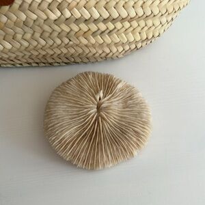 Vintage Mushroom Coral Beachy Nautical Decor